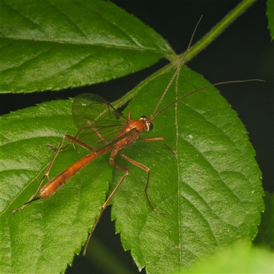 Netelia sp. (genus) at Downer, ACT - Yesterday by RobertD