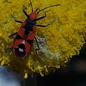 Melanerythrus mactans (A seed bug) at Wirlinga, NSW - Today by RobCook