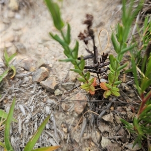 Unverified Other Wildflower or Herb at Googong, NSW - Today by BrianSummers