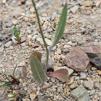 Unverified Daisy at Googong, NSW - Yesterday by BrianSummers