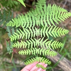 Histiopteris incisa (Bat's-Wing Fern) at Uriarra Village, ACT - Yesterday by RangerBec