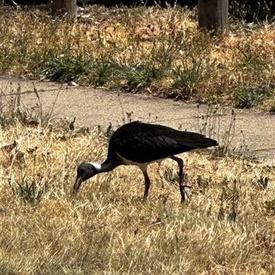Threskiornis spinicollis at Campbell, ACT - 20 Nov 2025 by MargD