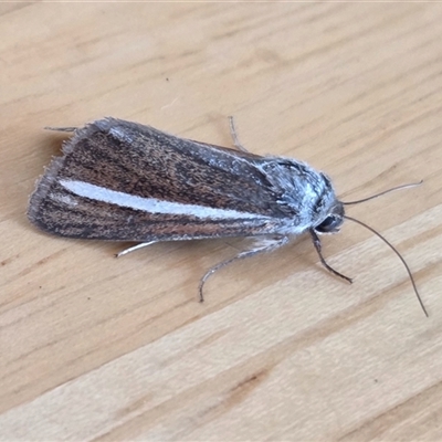Heliocheilus cramboides (Whitebar Grass Moth) at Yass River, NSW - Yesterday by SenexRugosus