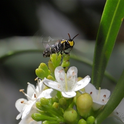 Hylaeus (Prosopisteron) primulipictus at Acton, ACT - 20 Nov 2025 by TimL