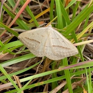 Taxeotis endela at Yass River, NSW - Today by SenexRugosus