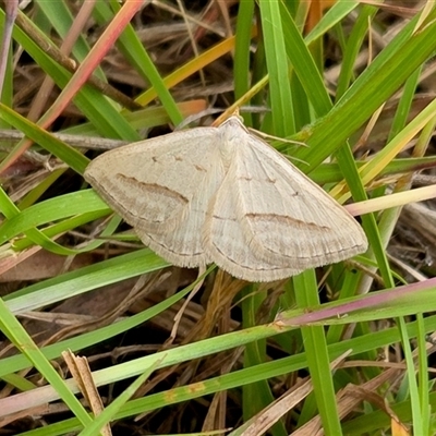 Taxeotis endela (Looper or geometer moth) at Yass River, NSW - Yesterday by SenexRugosus