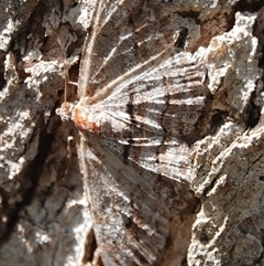 Didymoctenia exsuperata (Thick-lined Bark Moth) at Hall, ACT - 20 Nov 2025 by Anna123