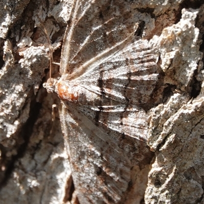 Didymoctenia exsuperata (Thick-lined Bark Moth) at Hall, ACT - 20 Nov 2025 by Anna123