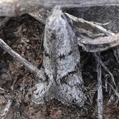 Heterozyga coppatias (Chezela group) at Hall, ACT - 20 Nov 2025 by Anna123