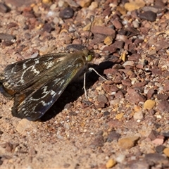 Synemon plana (Golden Sun Moth) at Forde, ACT - 19 Nov 2025 by rawshorty