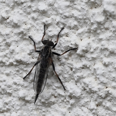 Cerdistus sp. (genus) (Slender Robber Fly) at Lyons, ACT - Yesterday by ran452