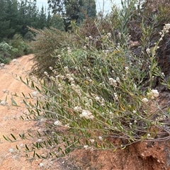 Unverified Plant at Uriarra Village, ACT - Yesterday by LukeMcElhinney