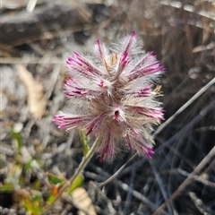 Ptilotus exaltatus at Bogan Gate, NSW - Yesterday by Wolfdogg