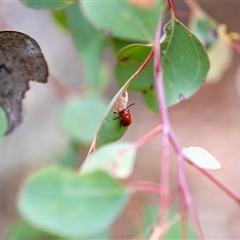 Aporocera (Aporocera) haematodes (A case bearing leaf beetle) at Acton, ACT - Yesterday by Mungo