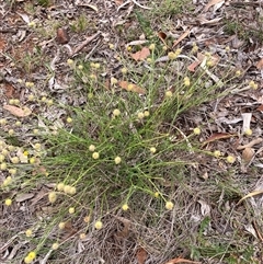 Calocephalus citreus at Watson, ACT - Yesterday by waltraud