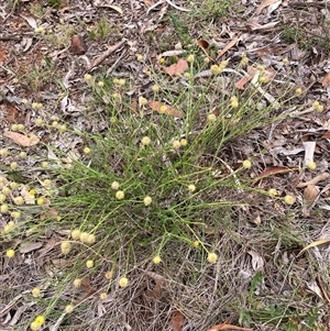Calocephalus citreus at Watson, ACT - Yesterday by waltraud