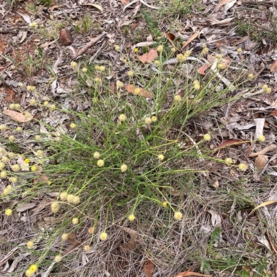 Calocephalus citreus at Watson, ACT - Yesterday by waltraud