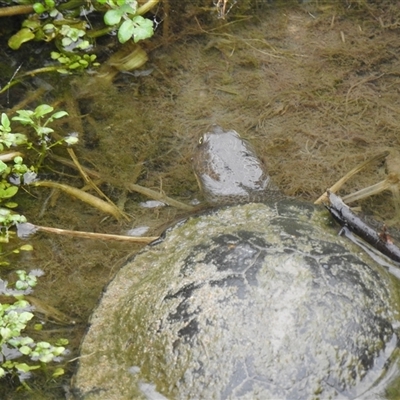 Chelodina longicollis (Eastern Long-necked Turtle) at  - suppressed by HelenCross