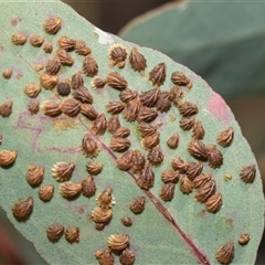 Spondyliaspis plicatuloides at Campbell, ACT - 18 Nov 2025 by AlisonMilton