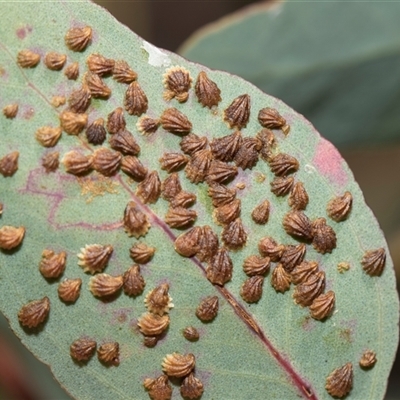 Spondyliaspis plicatuloides at Campbell, ACT - 18 Nov 2025 by AlisonMilton