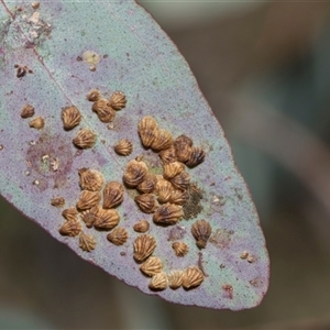 Spondyliaspis plicatuloides at Campbell, ACT - 18 Nov 2025 by AlisonMilton