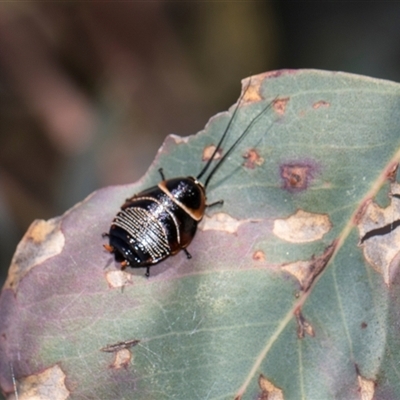 Ellipsidion australe at Campbell, ACT - 18 Nov 2025 by AlisonMilton