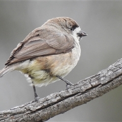 Aphelocephala leucopsis (Southern Whiteface) at Kambah, ACT - Yesterday by HelenCross