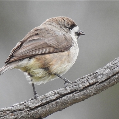Aphelocephala leucopsis (Southern Whiteface) at Kambah, ACT - Yesterday by HelenCross