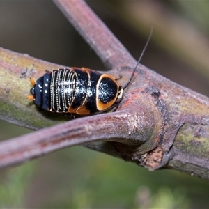 Ellipsidion australe at Campbell, ACT - 18 Nov 2025 by AlisonMilton