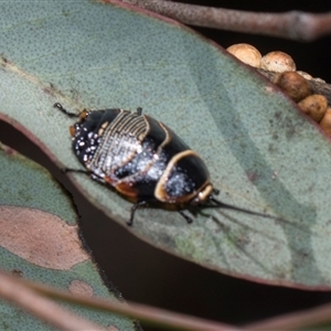 Ellipsidion australe at Campbell, ACT - 18 Nov 2025 by AlisonMilton