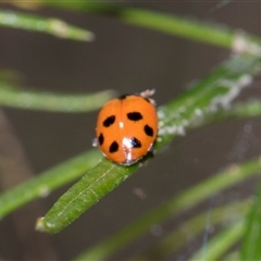 Hippodamia variegata (Spotted Amber Ladybird) at Campbell, ACT - 19 Nov 2025 by AlisonMilton