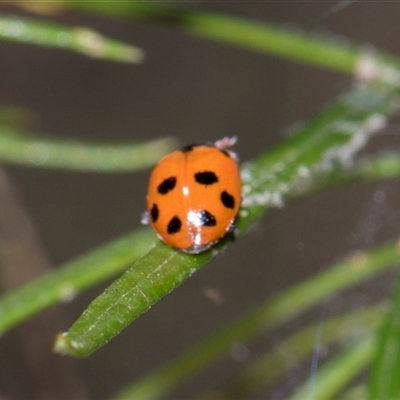 Hippodamia variegata (Spotted Amber Ladybird) at Campbell, ACT - 19 Nov 2025 by AlisonMilton