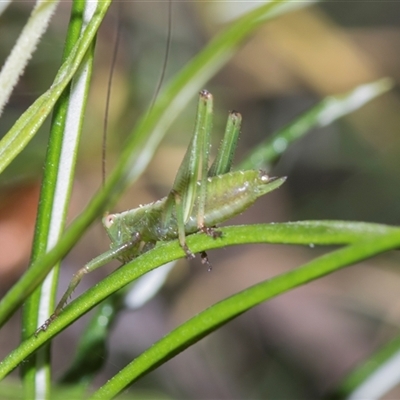 Conocephalomima barameda (False Meadow Katydid, Barameda) at Campbell, ACT - 19 Nov 2025 by AlisonMilton
