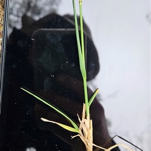 Unverified Grass at Whitlam, ACT - Yesterday by BethanyDunne