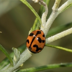 Coccinella transversalis (Transverse Ladybird) at Campbell, ACT - 19 Nov 2025 by AlisonMilton