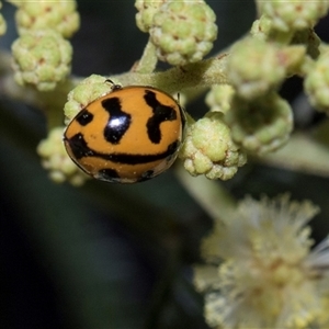Coccinella transversalis (Transverse Ladybird) at Campbell, ACT - 18 Nov 2025 by AlisonMilton