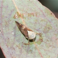 Brunotartessus fulvus (Yellow-headed Leafhopper) at Campbell, ACT - 18 Nov 2025 by AlisonMilton