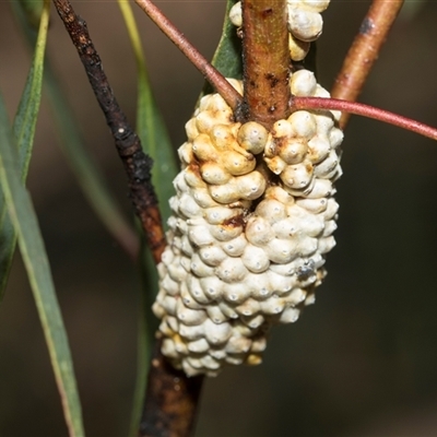 Eriococcus confusus at Campbell, ACT - 18 Nov 2025 by AlisonMilton