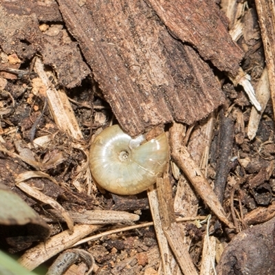 Brevisentis atratus at Campbell, ACT - 18 Nov 2025 by AlisonMilton