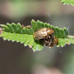 Unverified Leaf beetle (Chrysomelidae) at Campbell, ACT - 18 Nov 2025 by AlisonMilton
