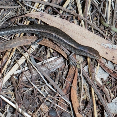Lampropholis delicata (Delicate Skink) at Campbell, ACT - 18 Nov 2025 by AlisonMilton