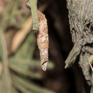 Unverified Case moth (Psychidae) at Campbell, ACT - 18 Nov 2025 by AlisonMilton