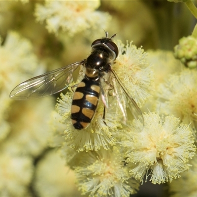 Melangyna viridiceps at Campbell, ACT - 18 Nov 2025 by AlisonMilton