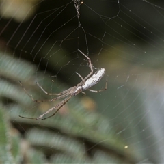 Tetragnathidae (family) at Campbell, ACT - 18 Nov 2025 by AlisonMilton