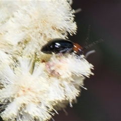 Adoxia benallae (Leaf beetle) at Campbell, ACT - 18 Nov 2025 by AlisonMilton