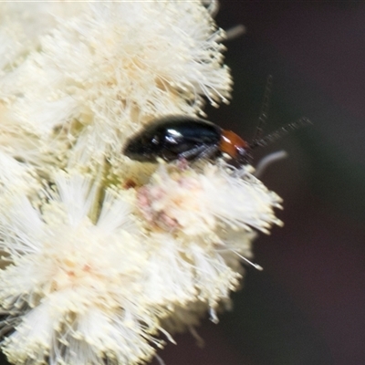 Adoxia benallae (Leaf beetle) at Campbell, ACT - 18 Nov 2025 by AlisonMilton