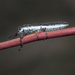 Rhinotia filiformis (A belid weevil) at Campbell, ACT - 18 Nov 2025 by AlisonMilton
