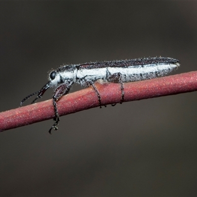 Rhinotia filiformis (A belid weevil) at Campbell, ACT - 18 Nov 2025 by AlisonMilton