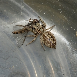Unverified Jumping or peacock spider (Salticidae) at Campbell, ACT - 18 Nov 2025 by AlisonMilton