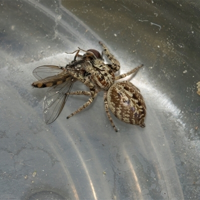 Unverified Jumping or peacock spider (Salticidae) at Campbell, ACT - 18 Nov 2025 by AlisonMilton